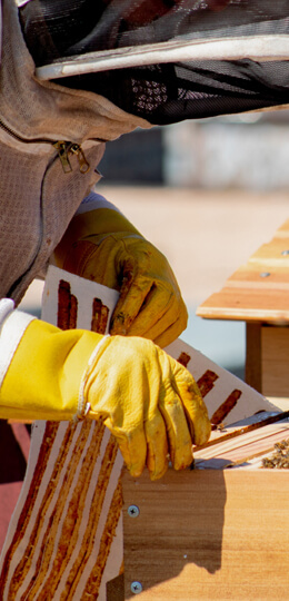 Delta Bees Beekeeping Training
