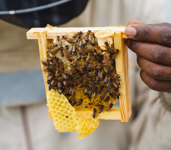 Delta Bees Beekeeping Farm