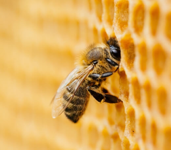 Delta Bees Honey Harvesting