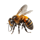 Delta Bees Honey Bee