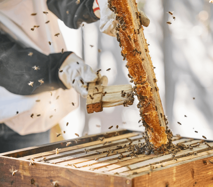 Harvesting and packaging pure honey at Delta Bees facility