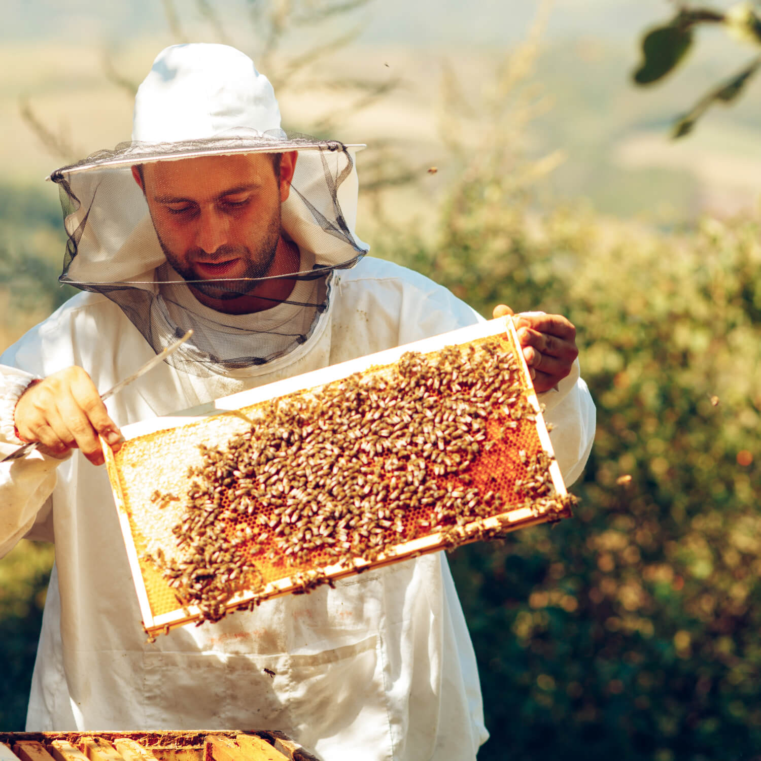 Worker bees on honeycomb