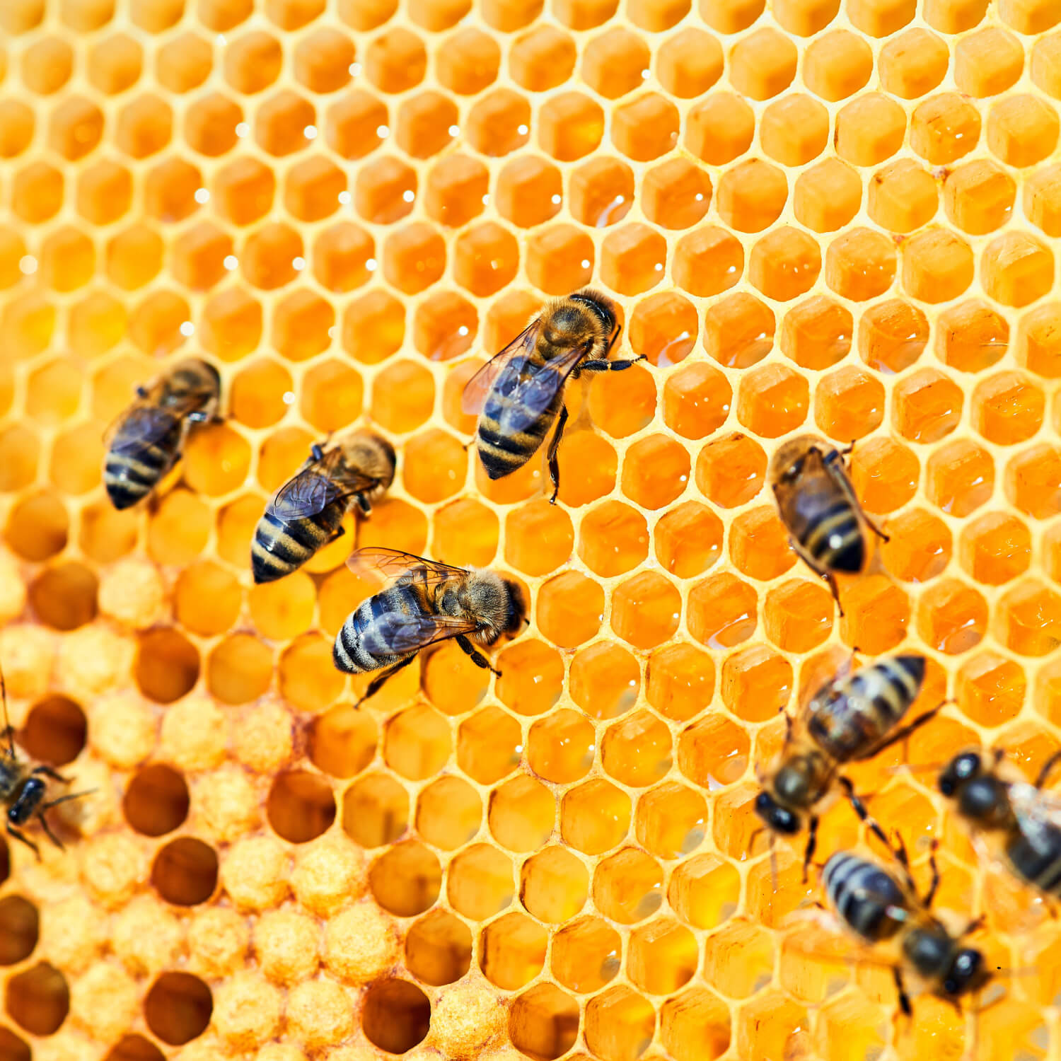 Beekeeper wearing protective suit
