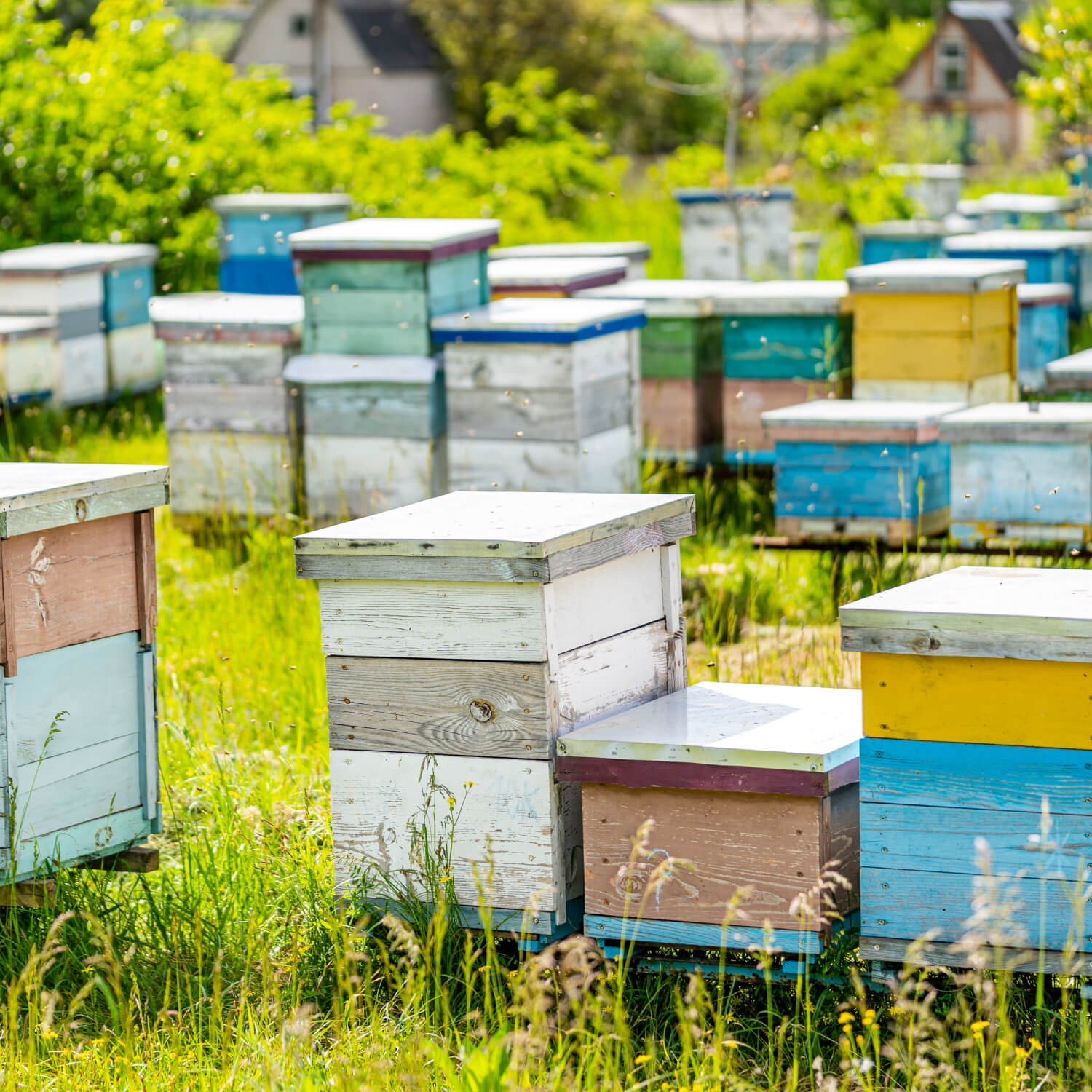 Harvesting pure honey