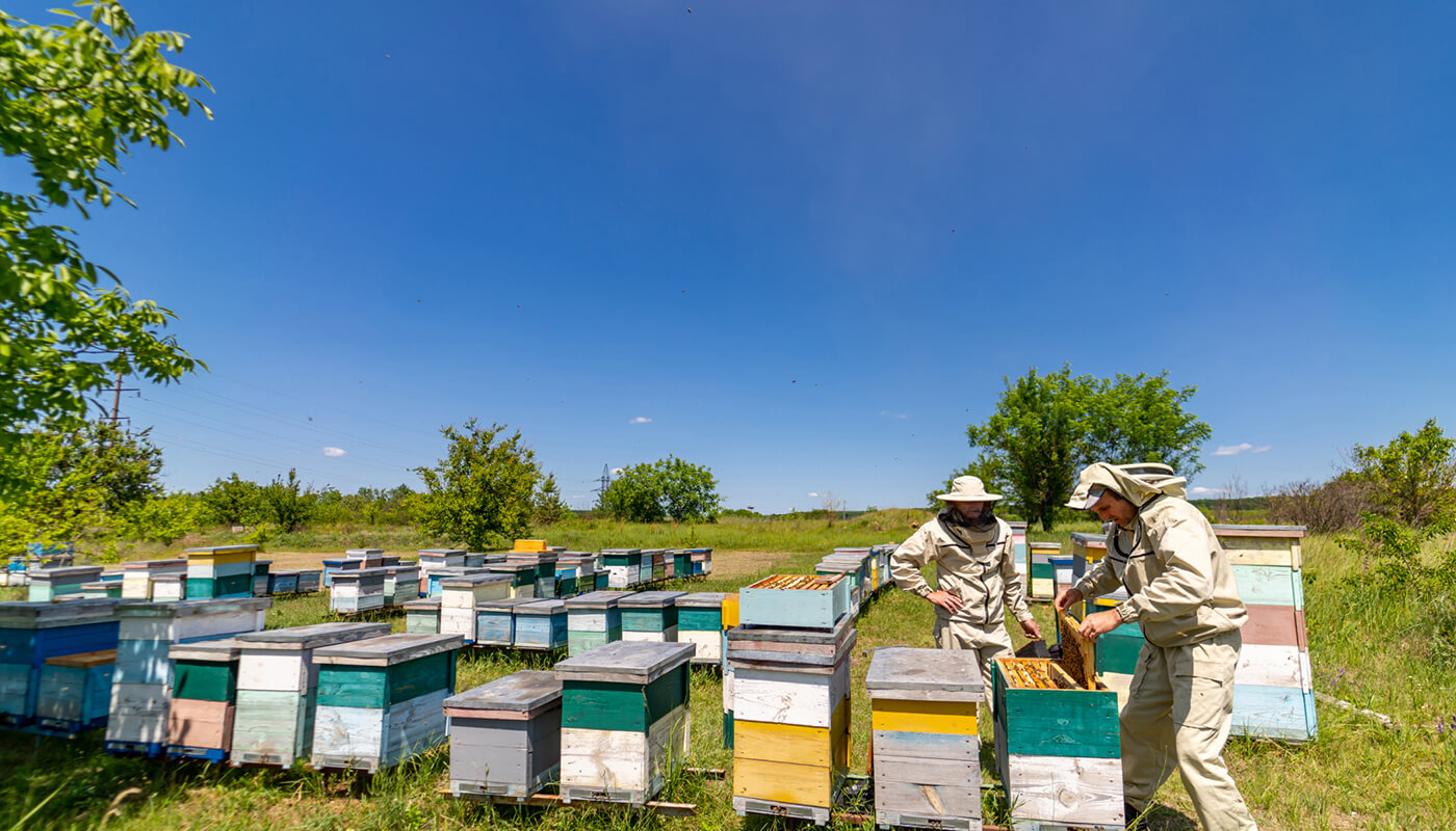 Beekeeping training session in Uganda