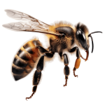 Floating Honey Bee