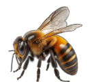 Floating Bee